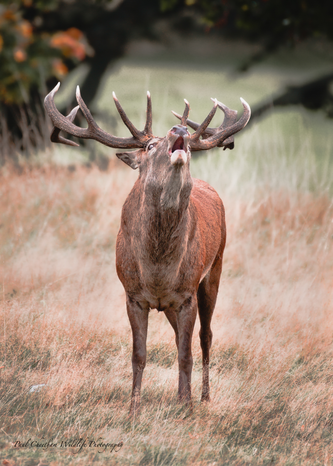 Deer Incident