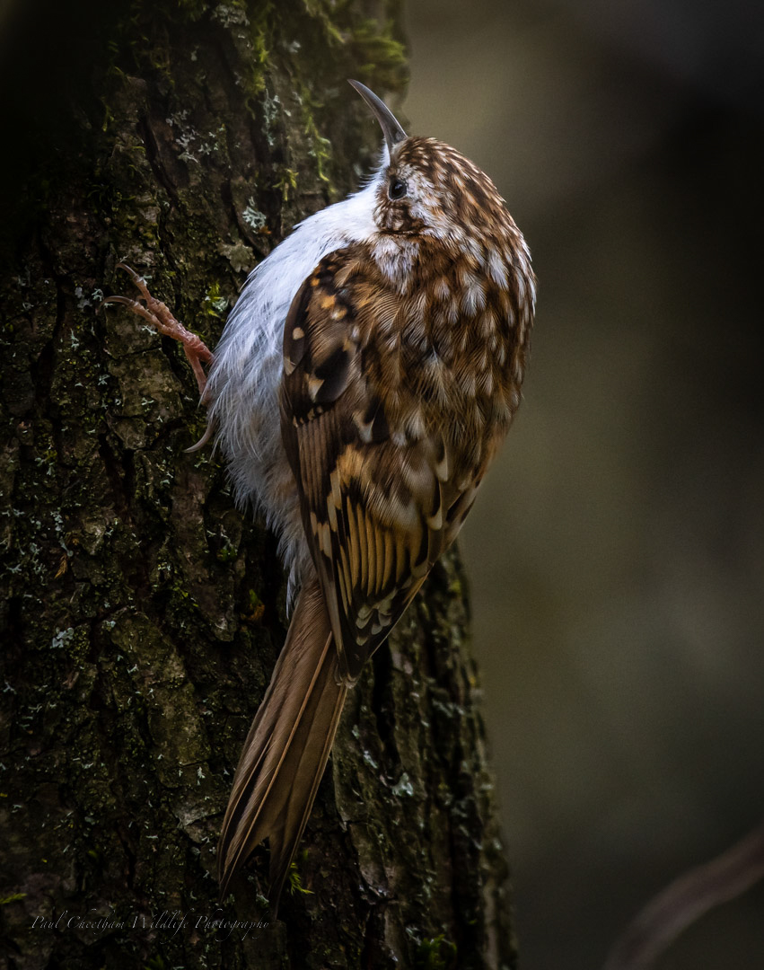 tree creeper