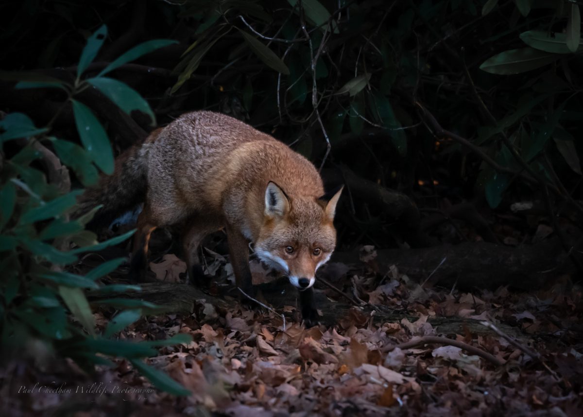 fox
