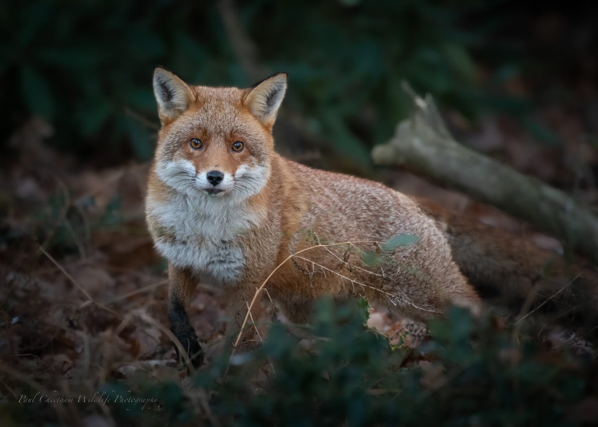 fox