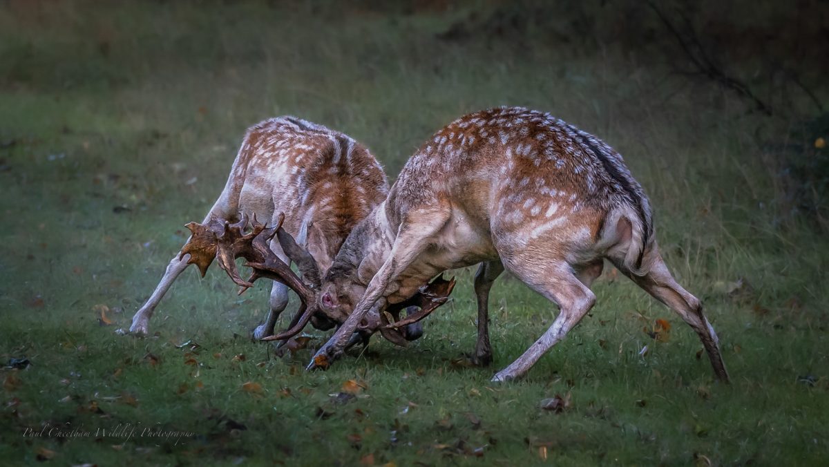Rutting Season