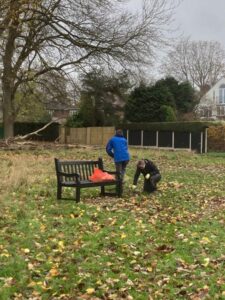 Daffodil planting. 