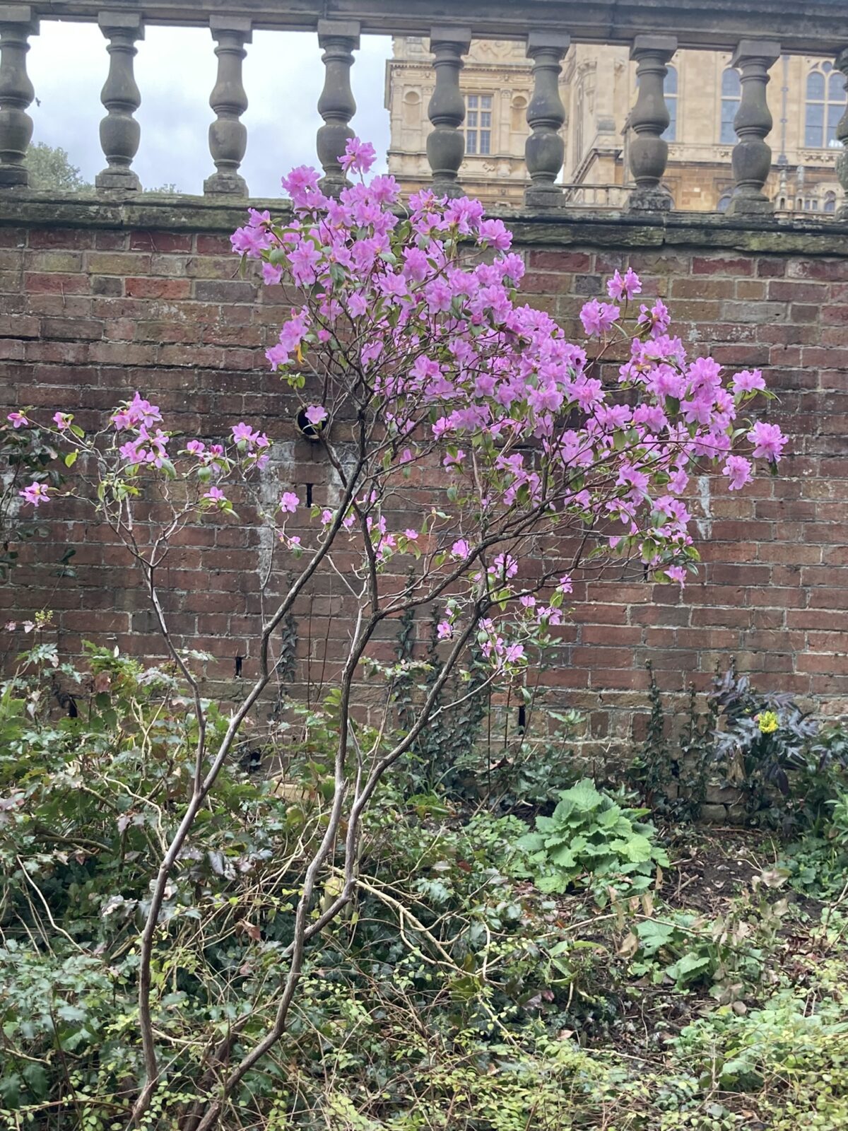 Rhododerdron Augustinus