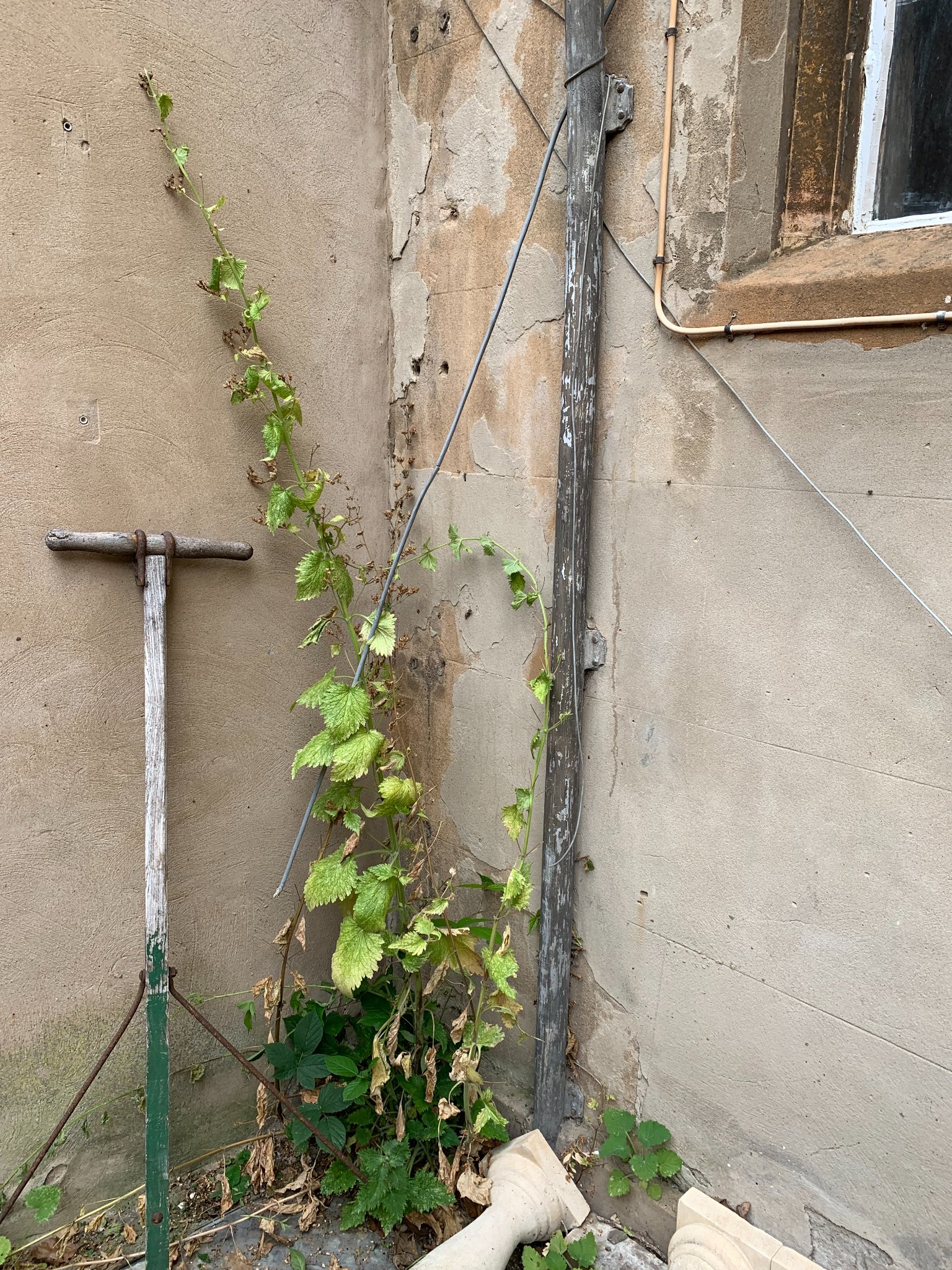 Figwort Plant