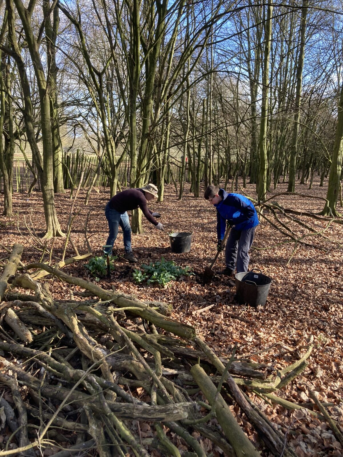 Non-Native Plant Removal