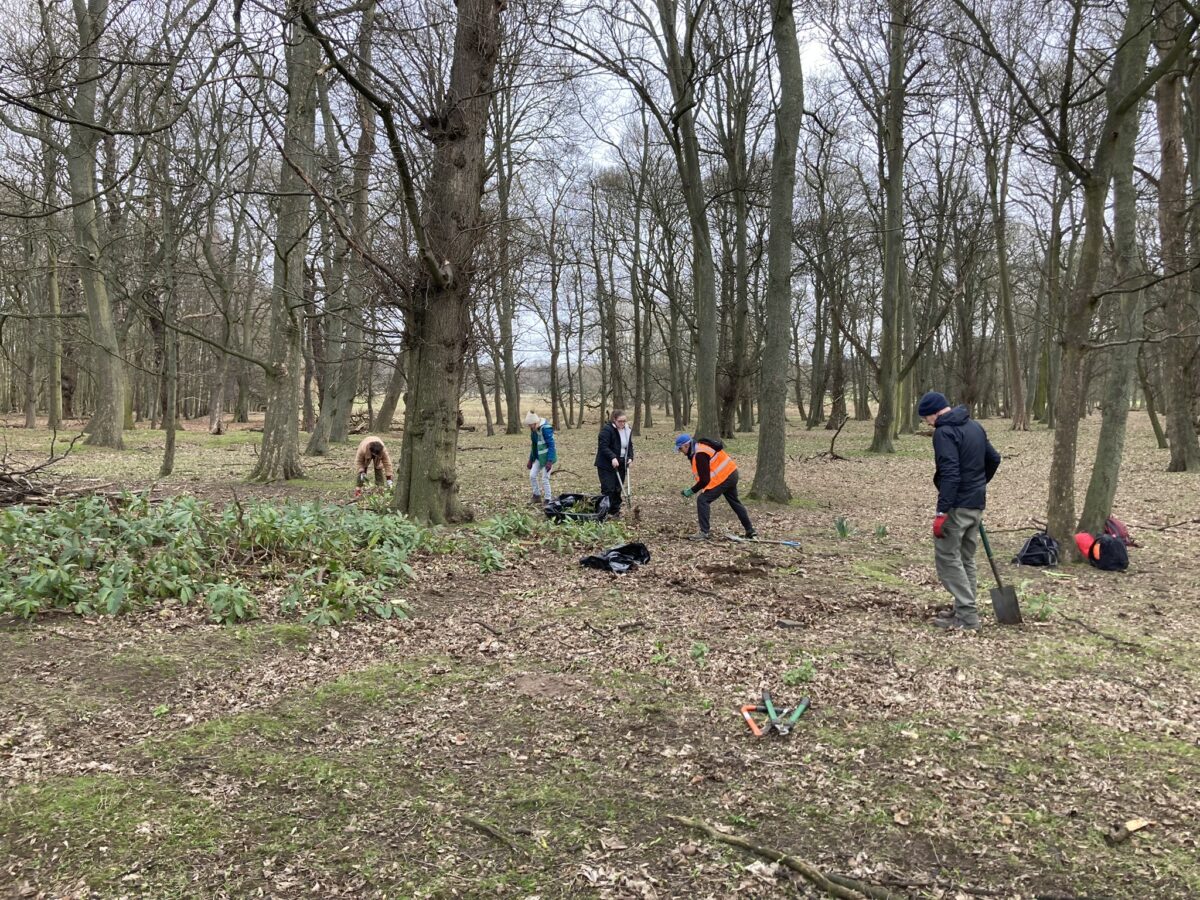 Invasive Plant Clearance