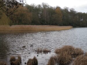 Reed bed