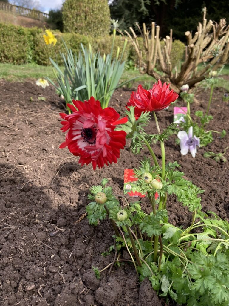 Anemone "Harmony Double Scarlet"