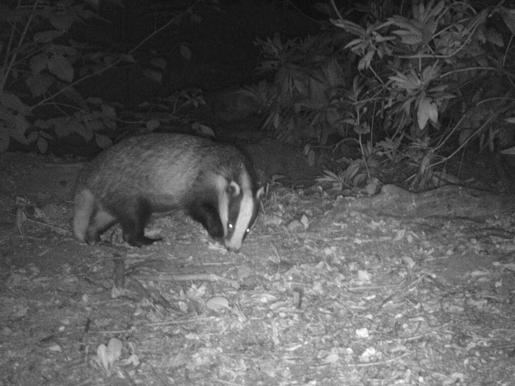 Badger