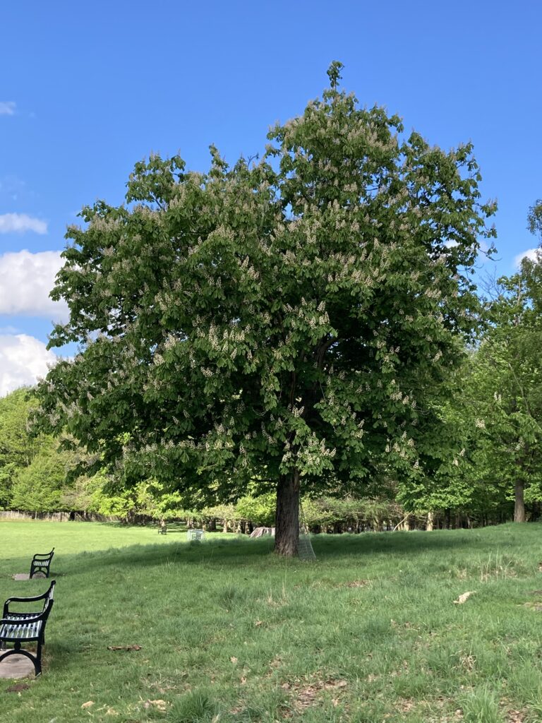 Horse Chestnut Tree