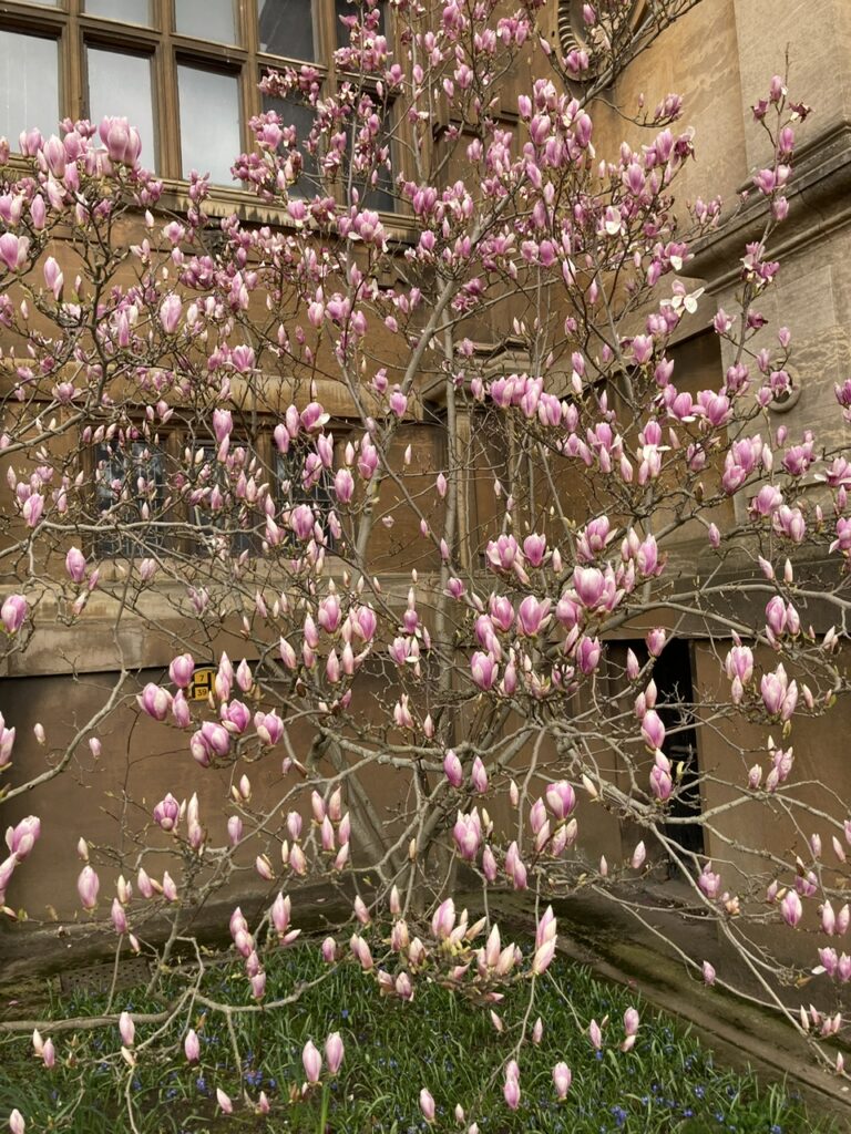 Magnolia