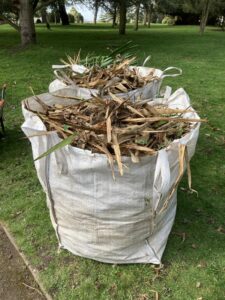 Yucca Tidying 
