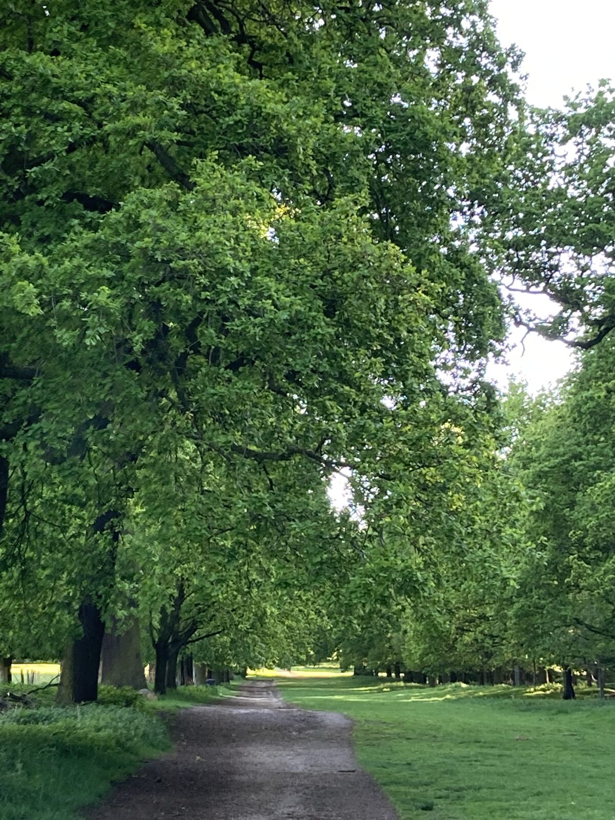 English Oak Trees