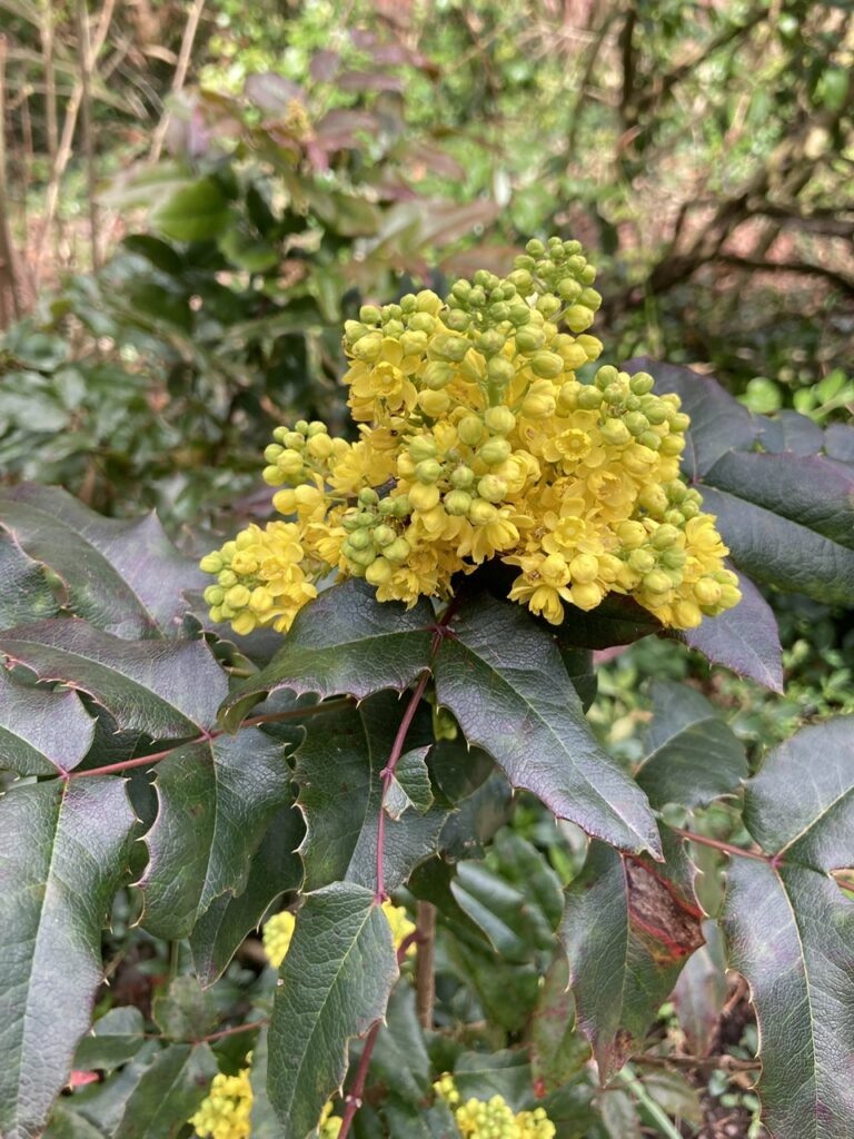 Berberis