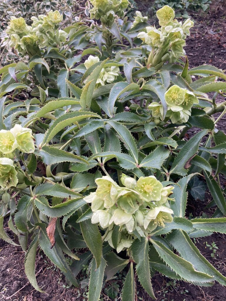 Corsican Hellebore
