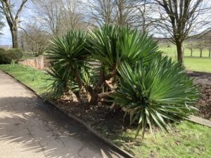 Yucca Tidying
