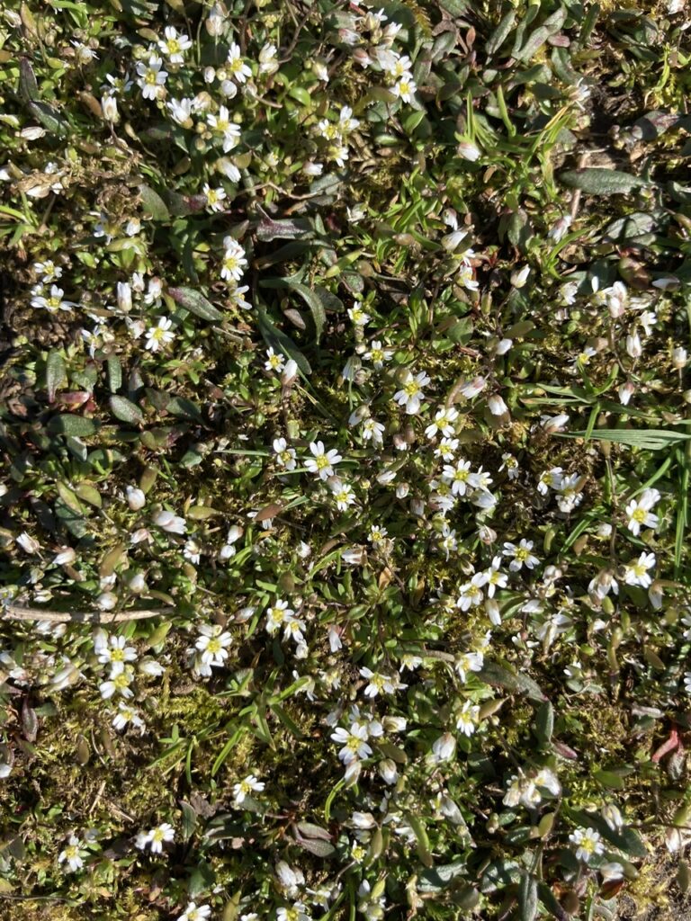 Common Whitlowgrass