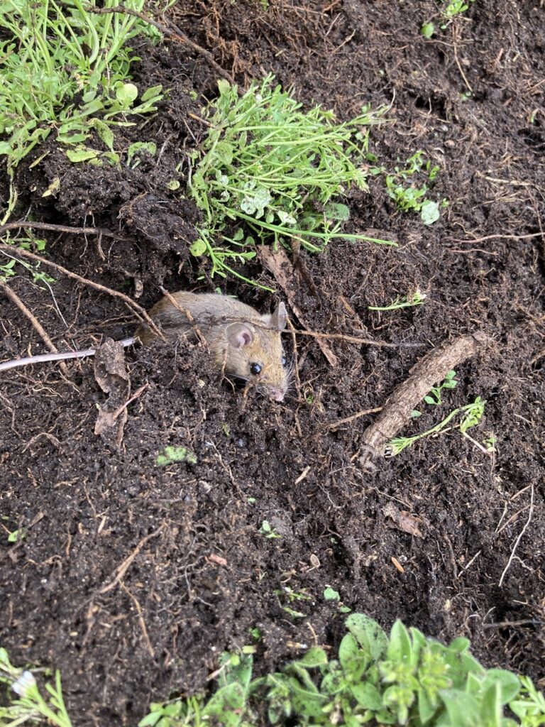 Mouse