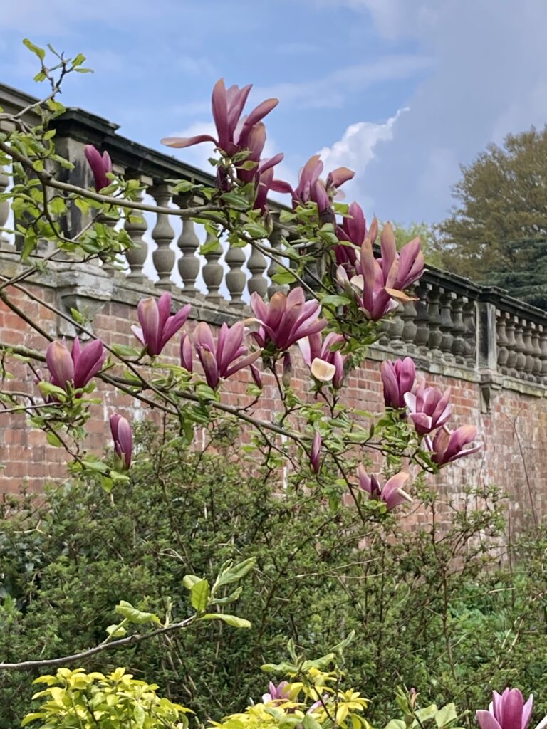 Magnolia
