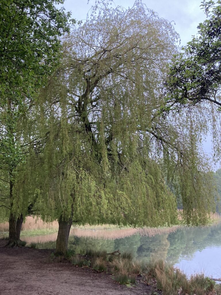 Weeping WIllow