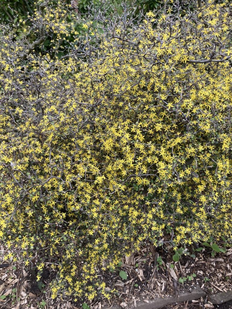 Corokia cotoneaster (Wire Netting Bush)