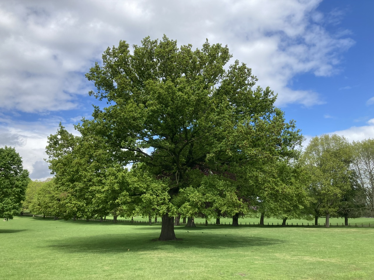 Beech and Oak Trees – Friends of Wollaton Park