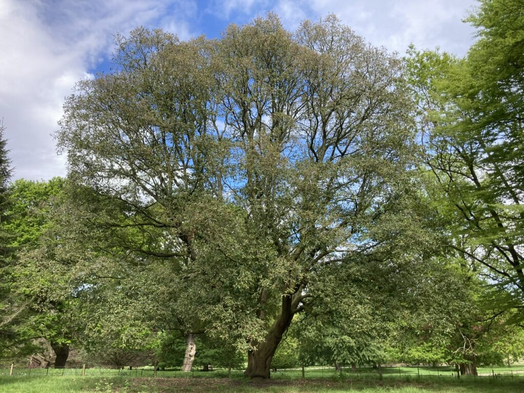 Turner's Oak