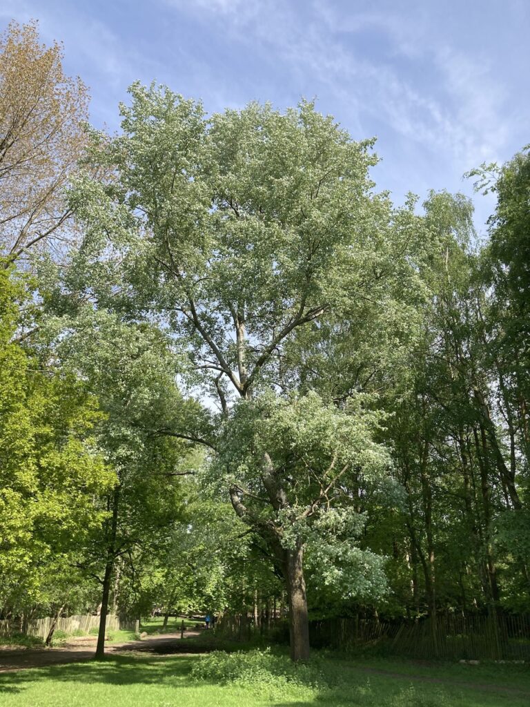 White Poplar