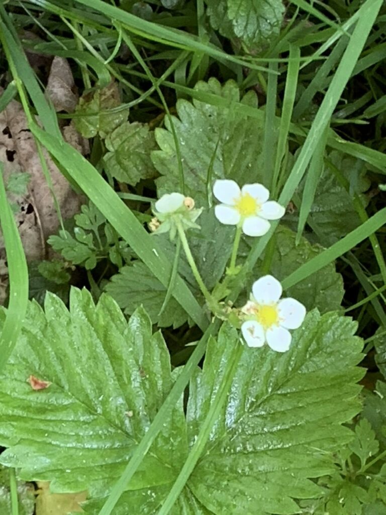 Wild Strawberry