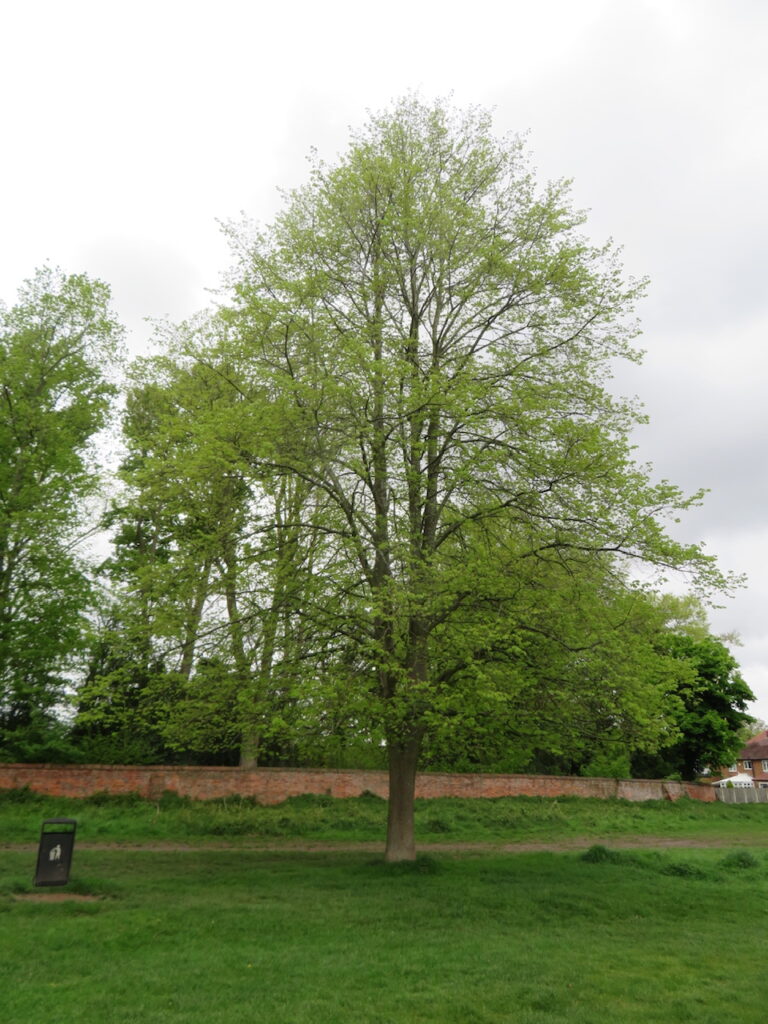 Small-leaved Lime
