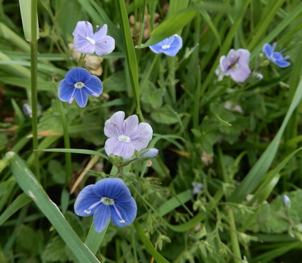 Germander Speedwell