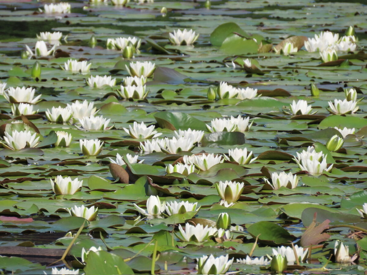 Water Lily