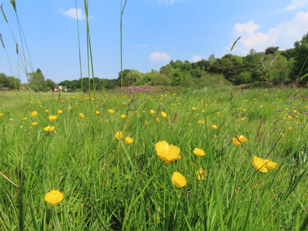 Creeping Buttercup