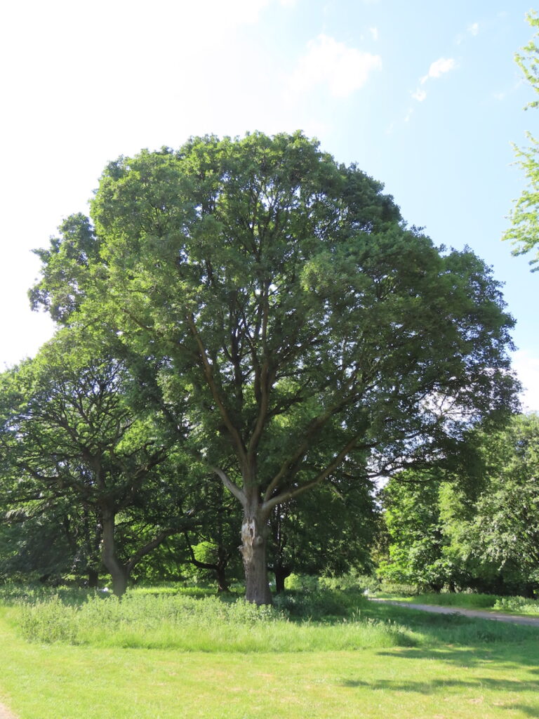 Sessile Oak