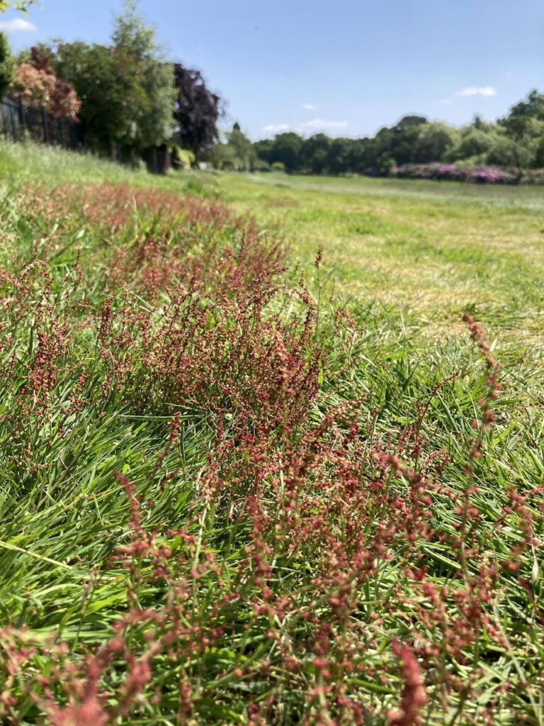 Red Sorrel