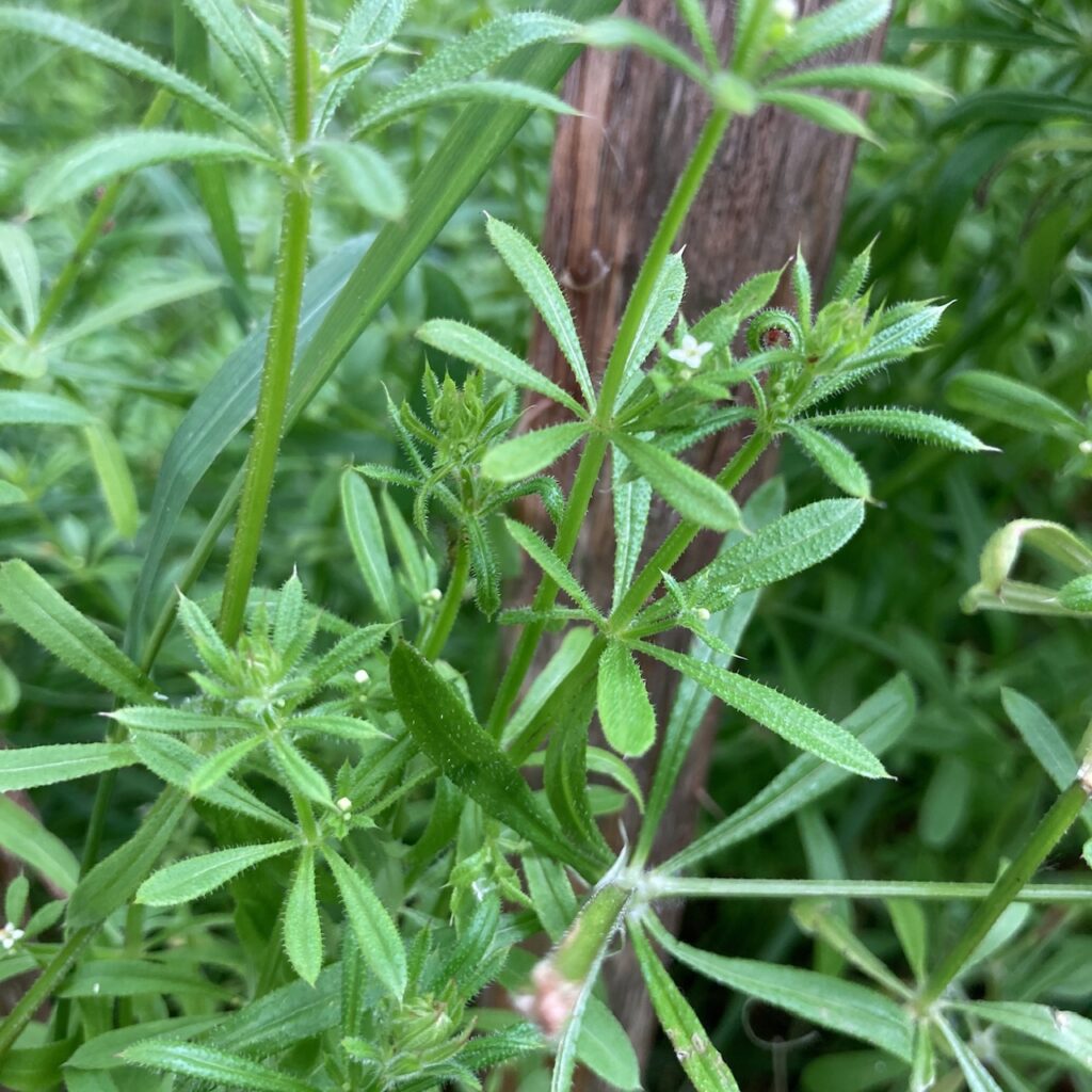Goose Grass