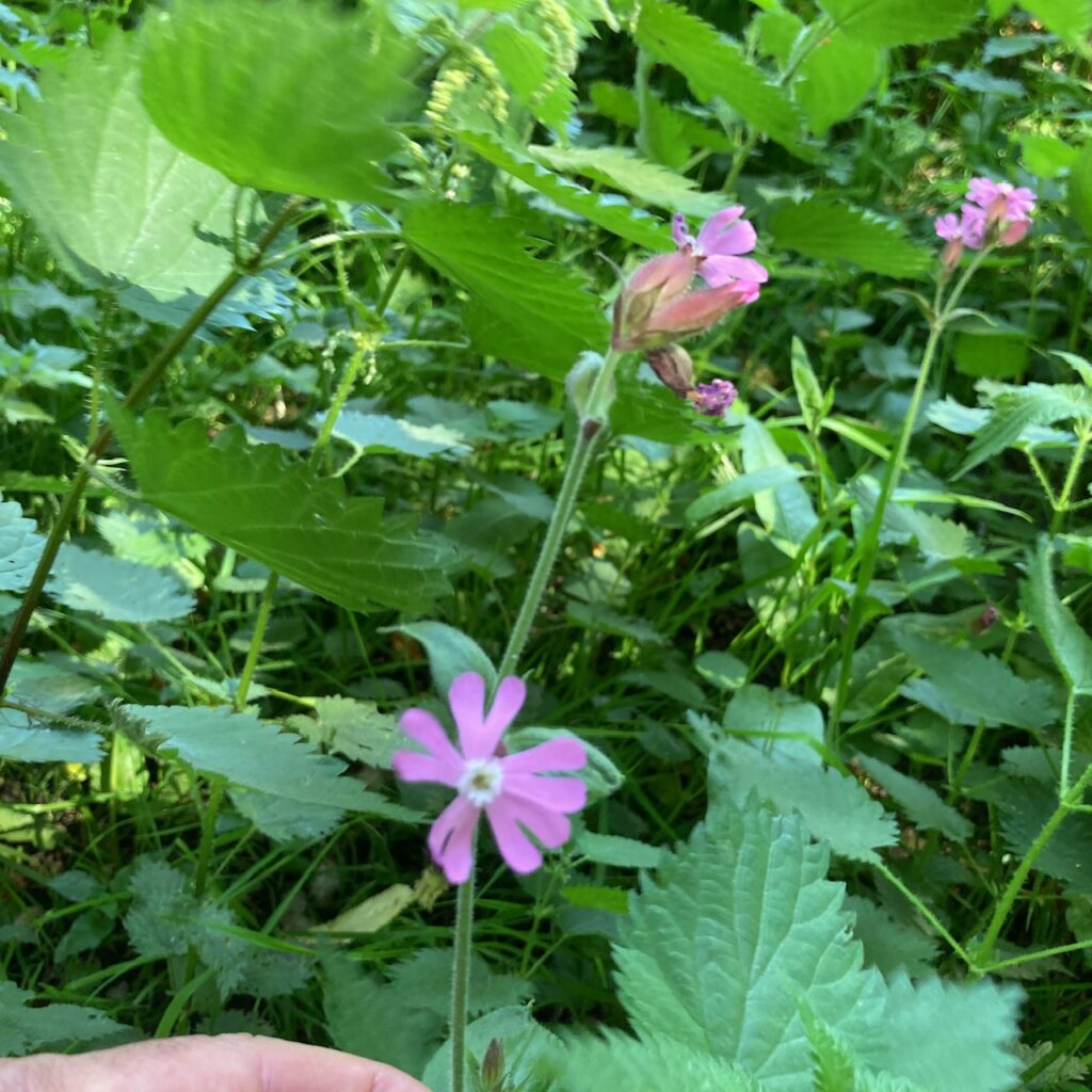 Red Campion