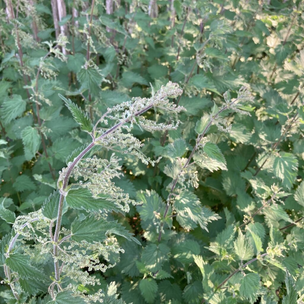 Stinging Nettle