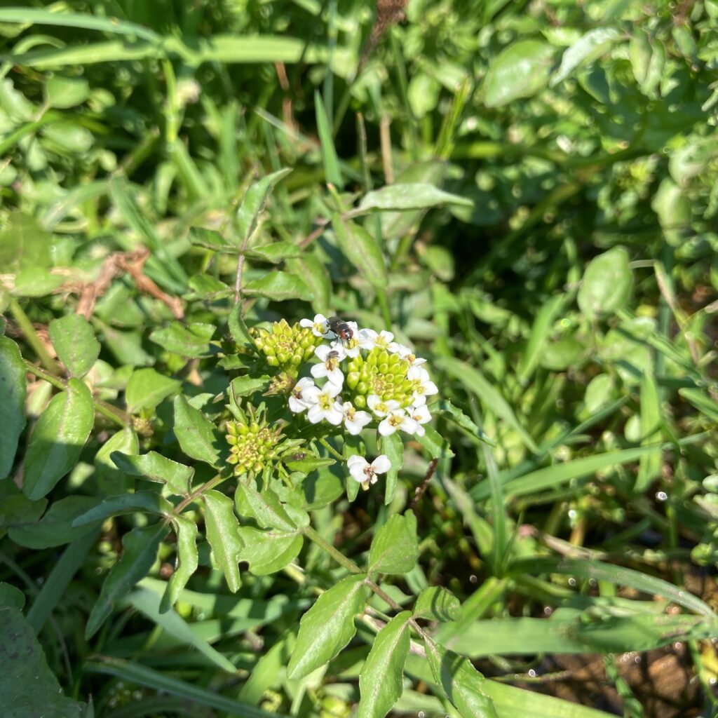 Watercress