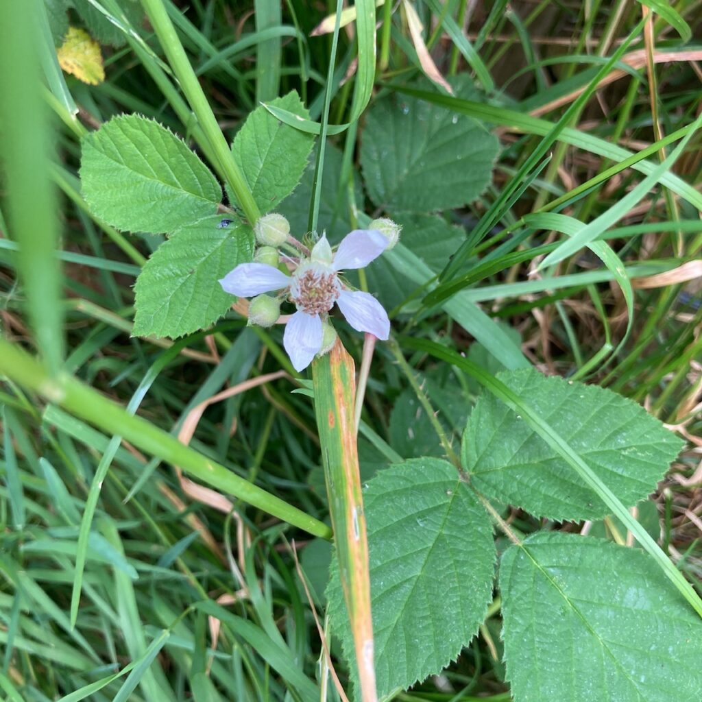 Bramble