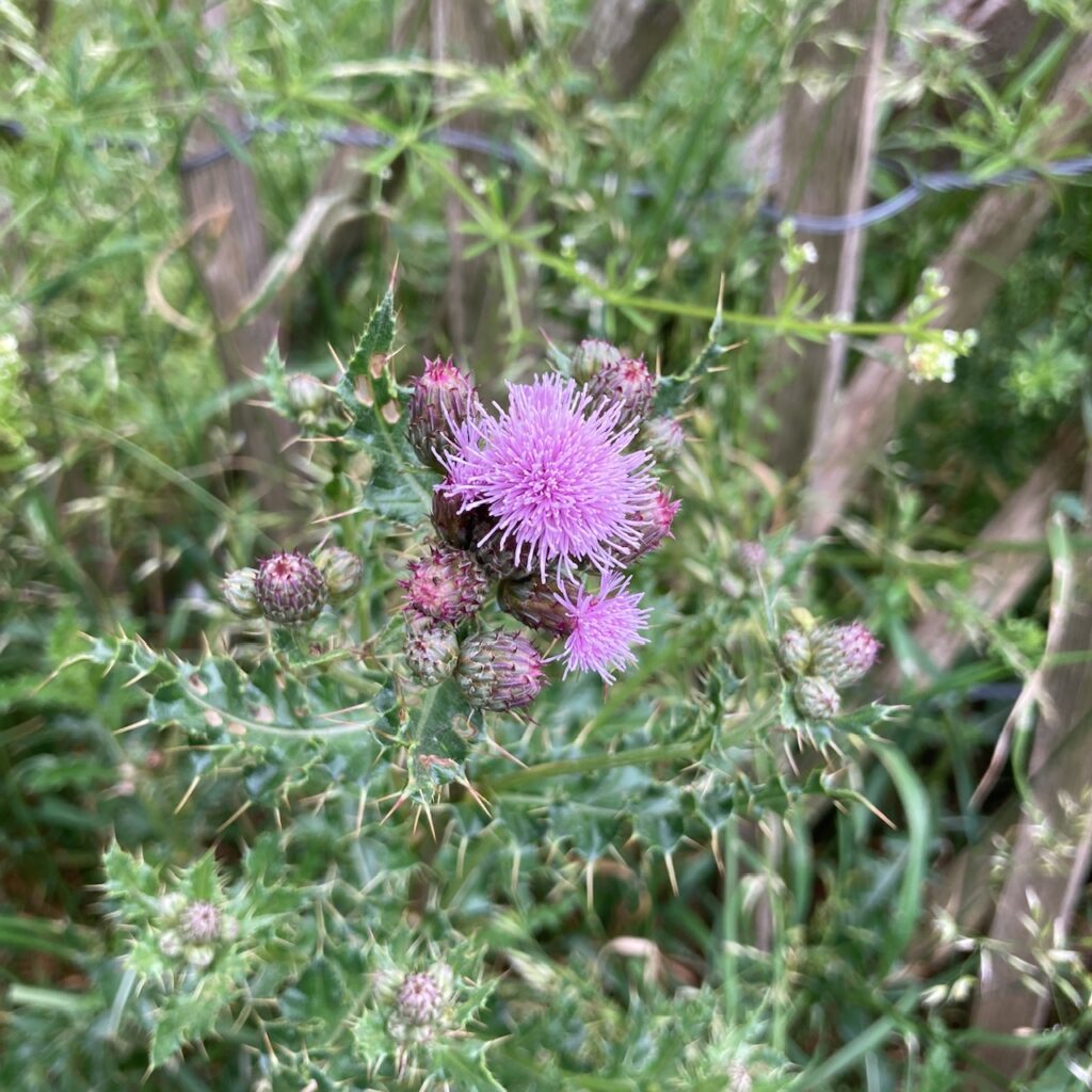 Creeping Thistle