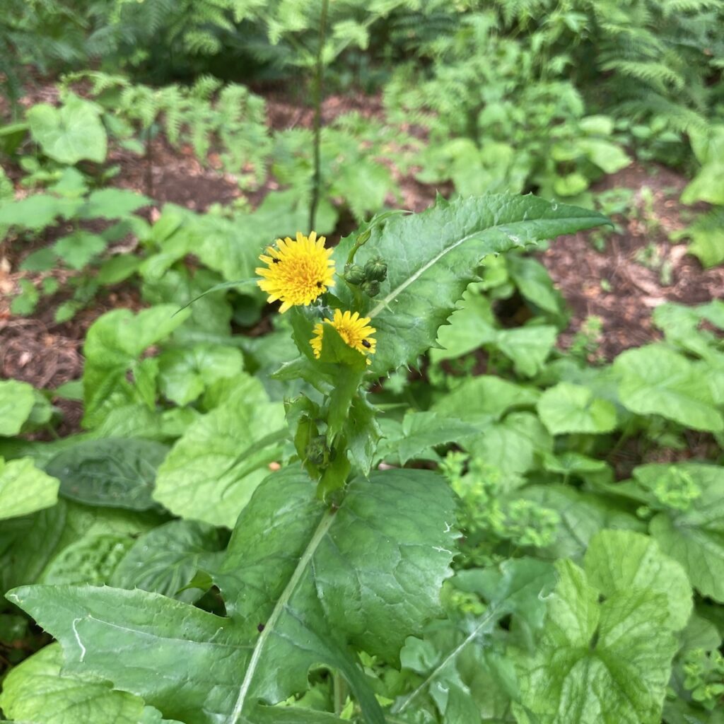 Sow Thistle