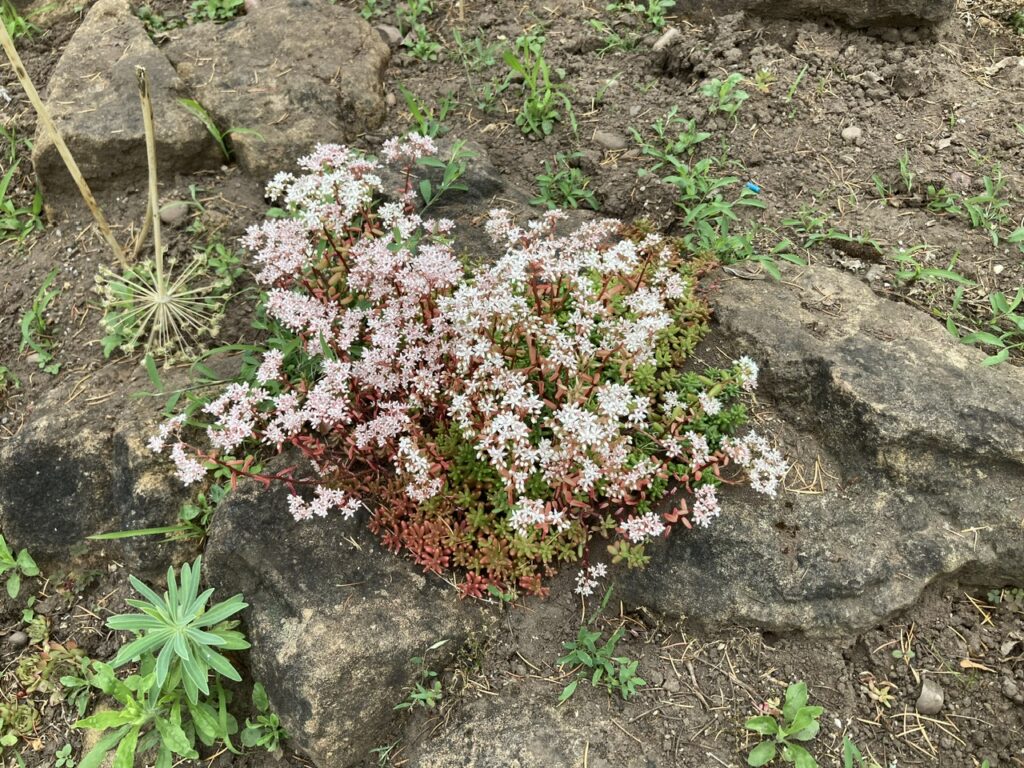 White Stonecrop