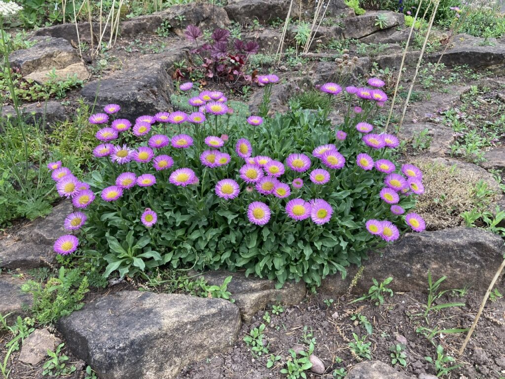 Erigeron