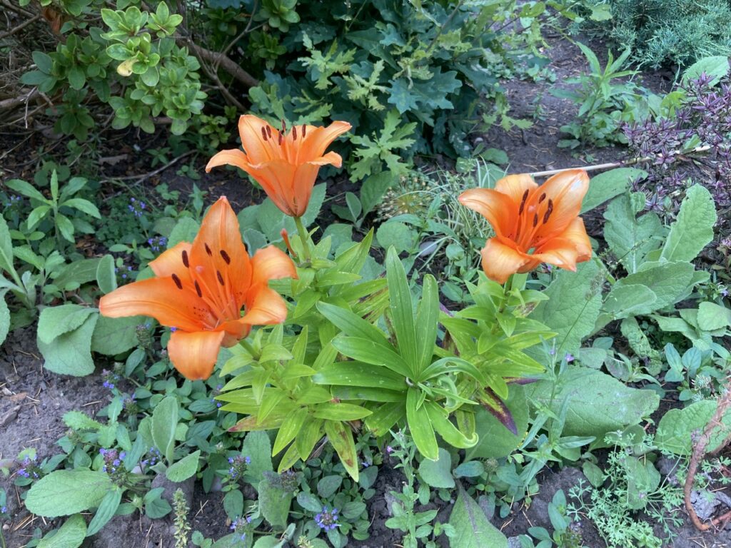 Orange Lily