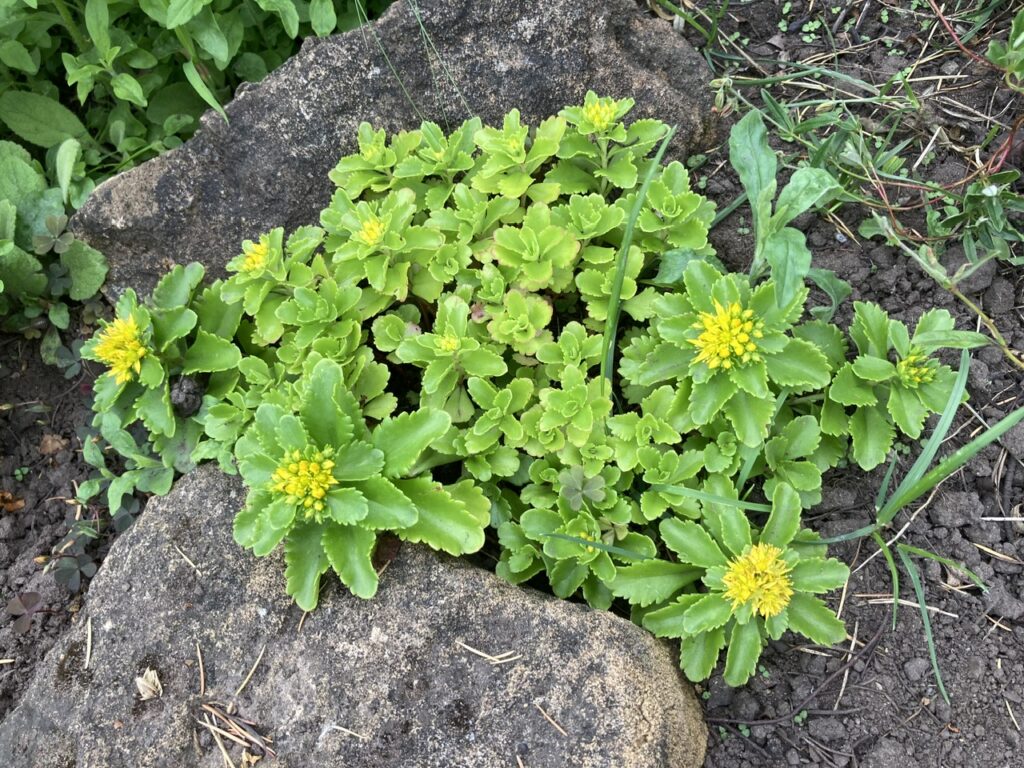 Sedum