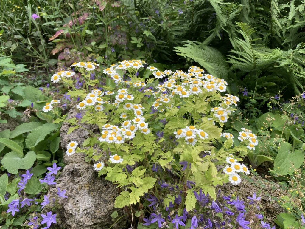 Feverfew