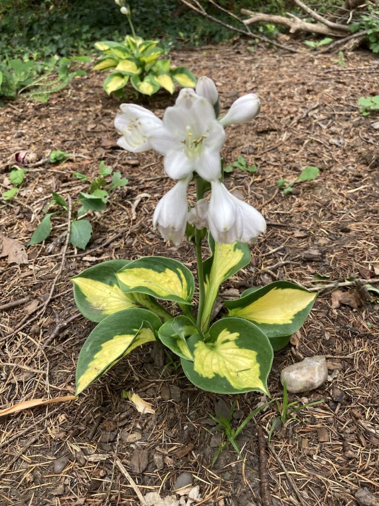 Hosta