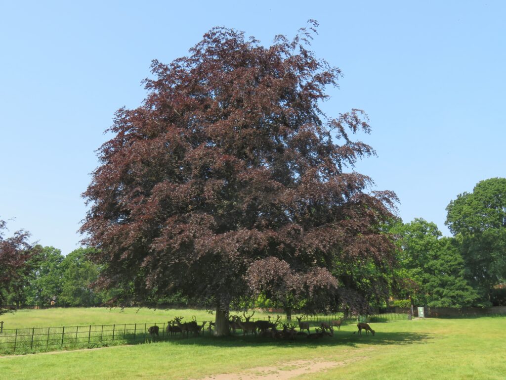 Copper Beech