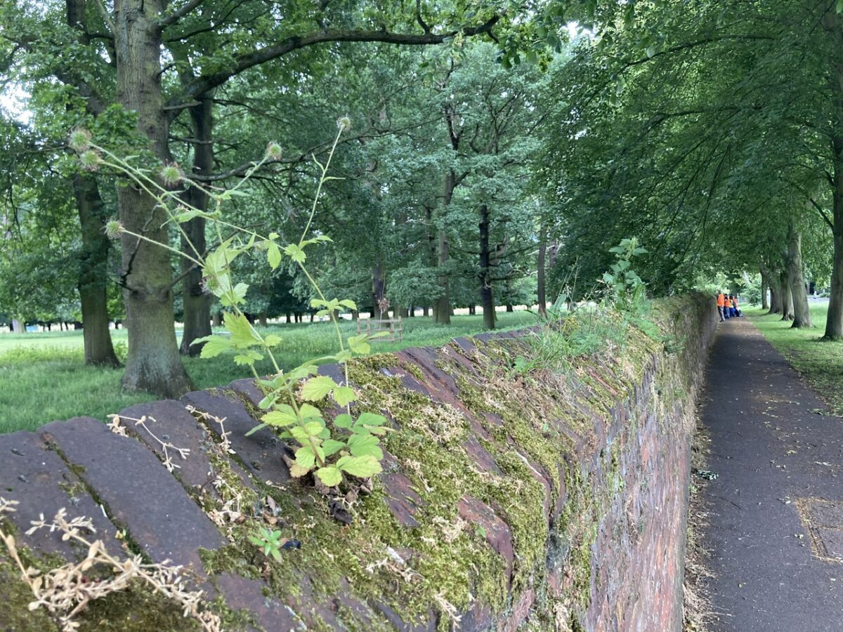 Weeding the Wall